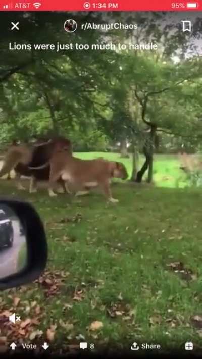 lion time baby
