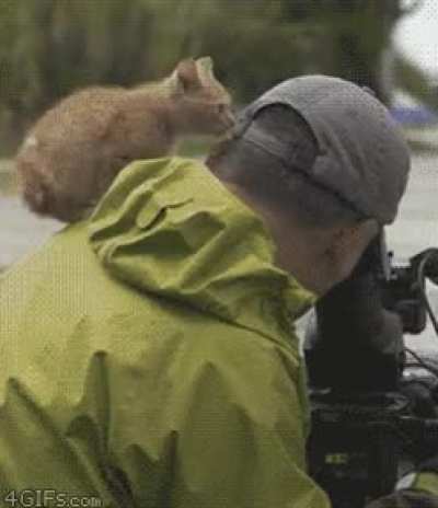 The ferocious MediaCat™ staling its natural prey