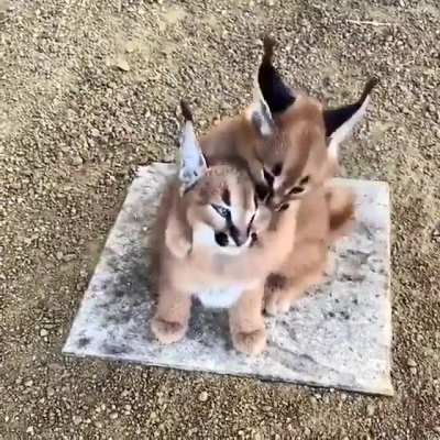 Карак<wbr>альчи<wbr>ки