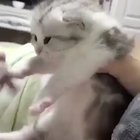 Meow_irl