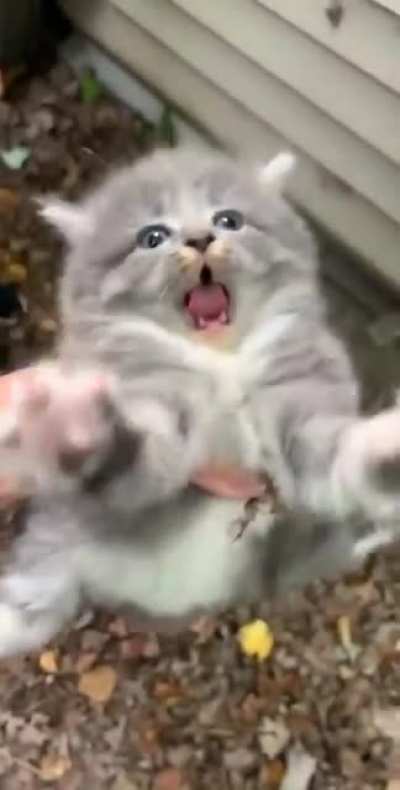 Cat using its warcry.