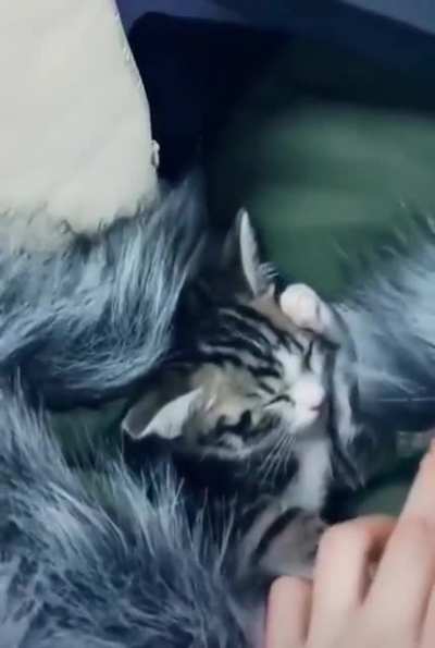 Every business should have a bring your cat to work day