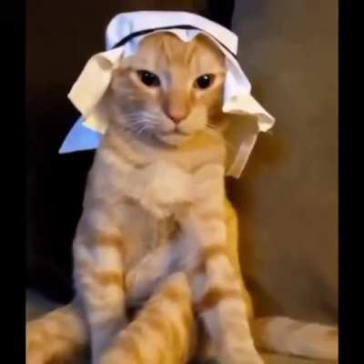 Arab cat