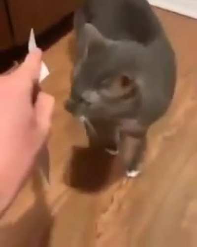 cat rule