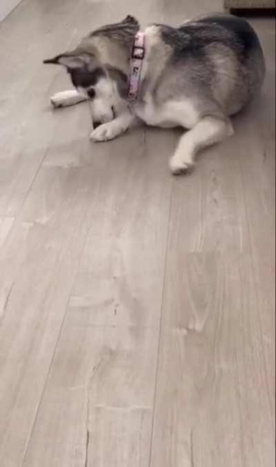 Sleight of paw
