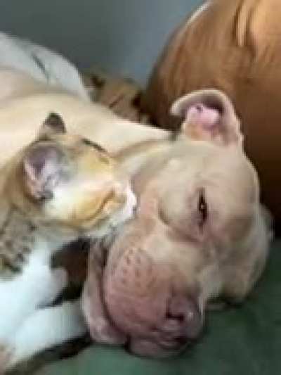 Here is an update on Frank and his cat. He has accepted his fate.