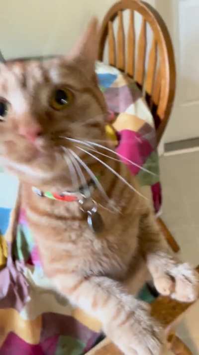 Our little Samwise 5 minutes before dinnertime