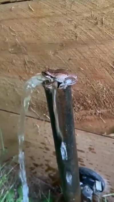 THINE BLESSED TOAD OF HOLY WATER +30 healing +40 religious strength