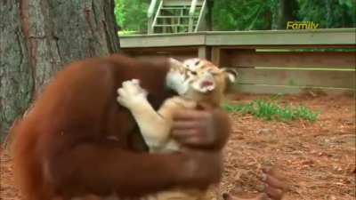 Orangutan playsing