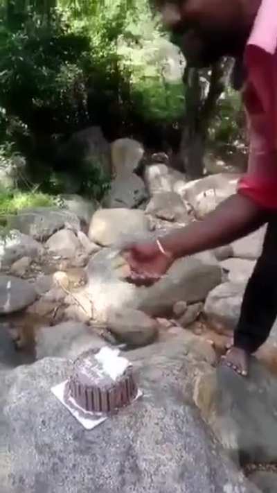 A Birthday in the jungle