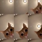 This is what the Internet was made for