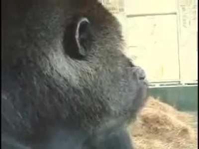 Monke eats apple