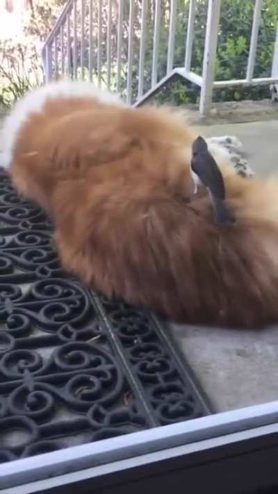 Just a birdie getting her nesting material from her bro while the furrball sleeps. You totally ruined his hairstyle birdie!