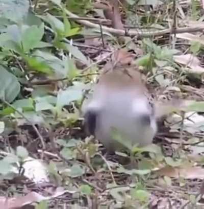 BIRD_8.BIN