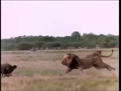🔥Ntwadumela - The Lion in his prime, hunts down the new leader of the Hyena clan🔥