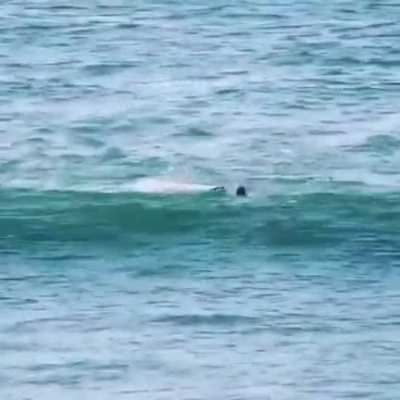 Just trying to paddle surf, but the dolphin mafia arrive
