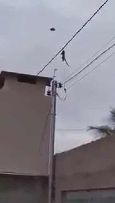 Macaco