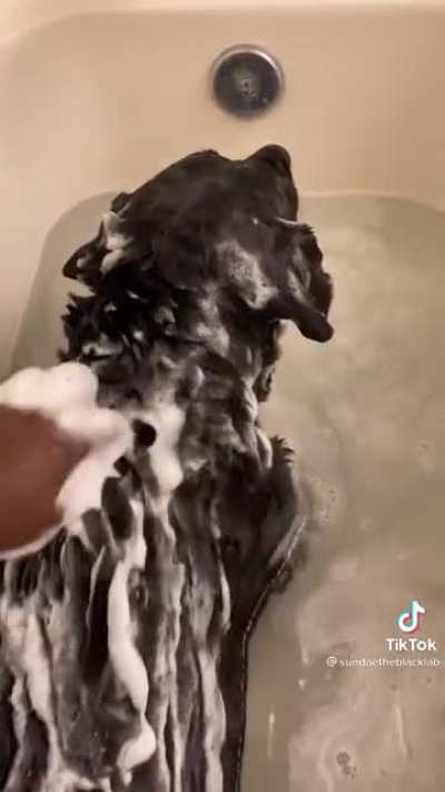 Sundae the lab enjoys baths