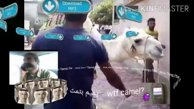 bruh moment camel تنزيل دعوة الجنس الجمل مجانً<wbr>ا😳😳🐪📞