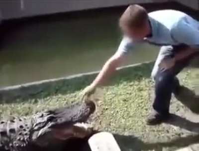 Alligator bites a man hand off
