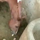 Cute animal vid--