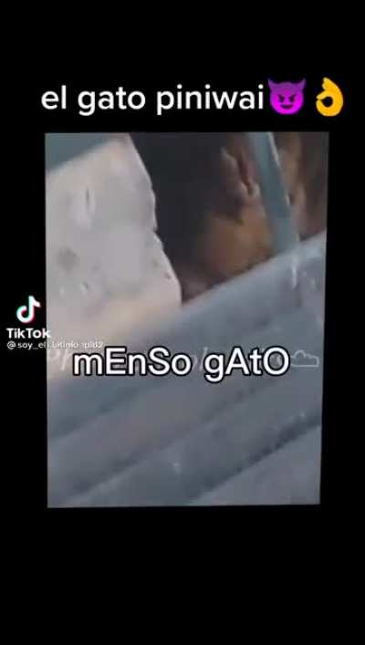 El gato piniwai