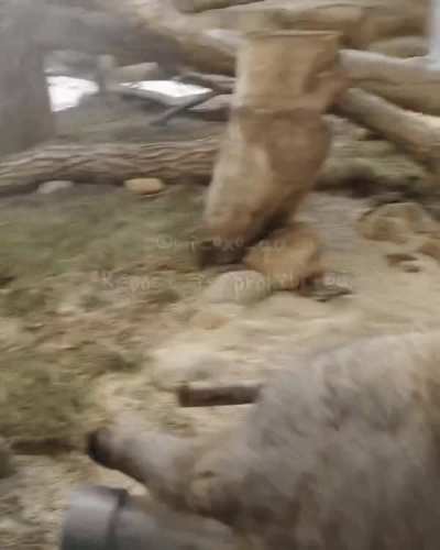 manul hop