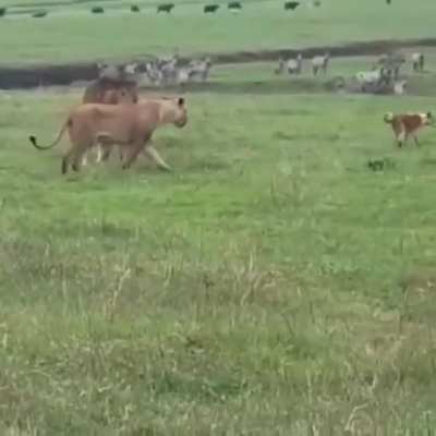 Fearless.