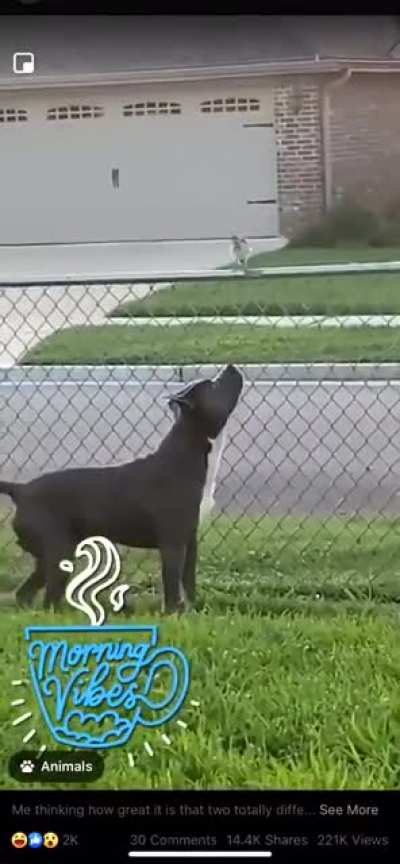 And people say pitbulls are mean