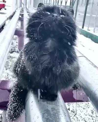 Enjoying winter
