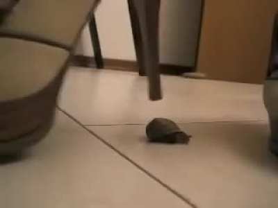 Snail