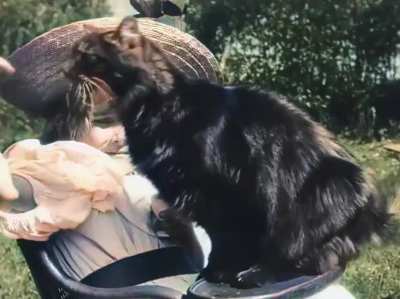 Cat video circa 1899