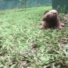 Baby Sloths are way Faster when they are young!