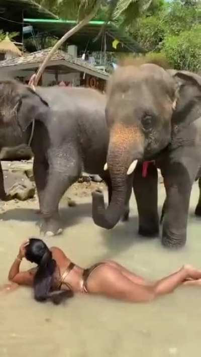 Happy lucky 🍀 elephant