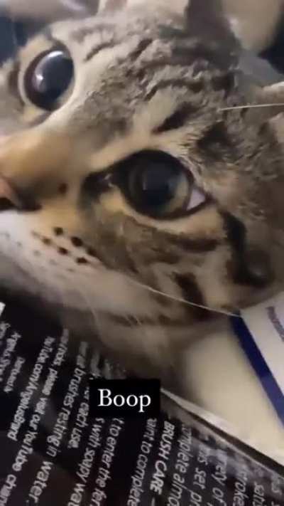 Boop🥺😳