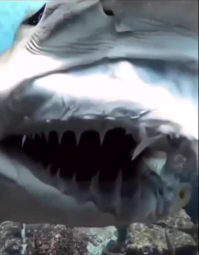 Jaw Anatomy of a Shark