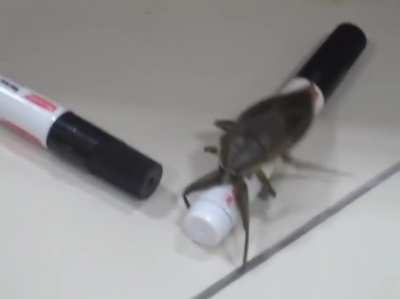 Insect dance, Insect fly