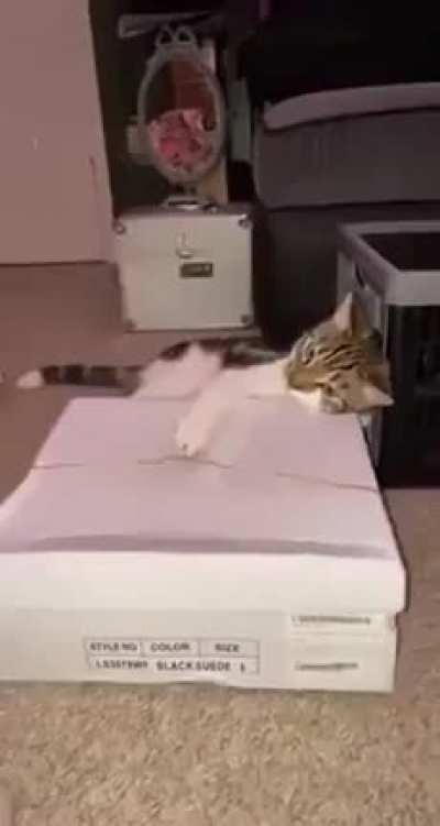 Bass player cat