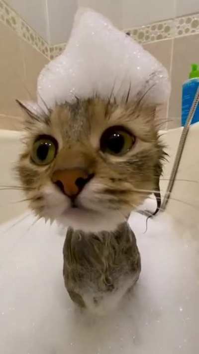 Котик
