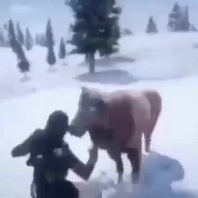moo