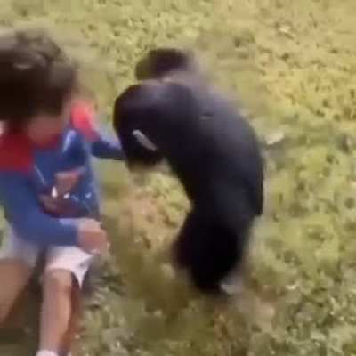 Monkey jijii