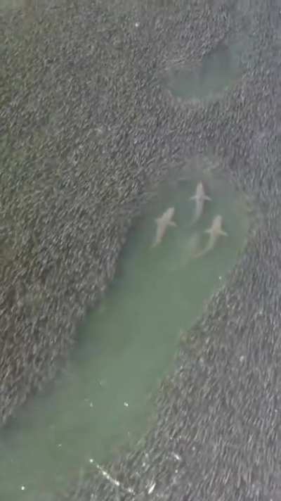 sharks swimming with small fishes