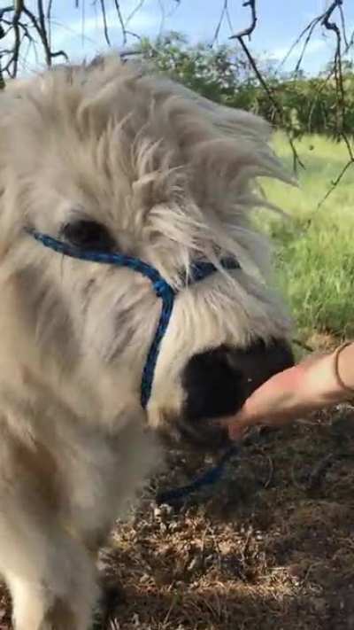 Fluffy bull