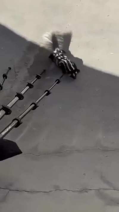 Saving a skunk at a skate park