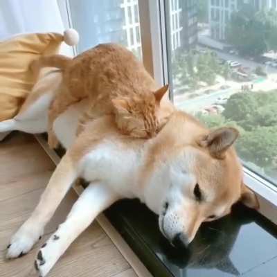 A kitty bed...