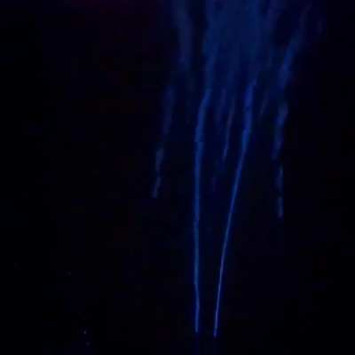 During spawning season, firefly squids create a bioluminescent bright blue light in an effort to attract a mate.