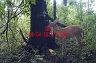 Deer had some bad gas