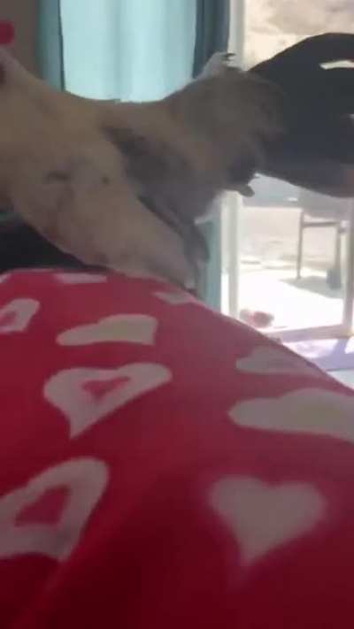 Live alarm cock*