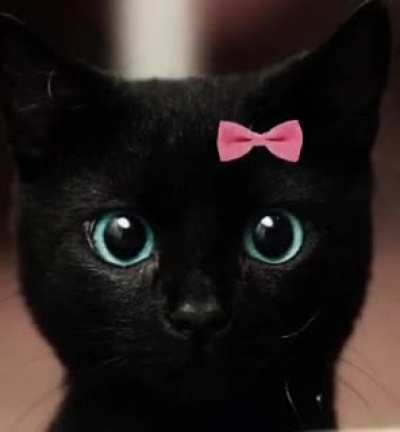 The cool cat
