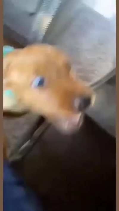 vIcIoUs DoG aTtAcK lEaVeS mAn PeRmAnEnTlY dIsAbLeD